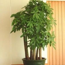 深圳市綠博仕園林綠化工程有限責任公司 供應產品