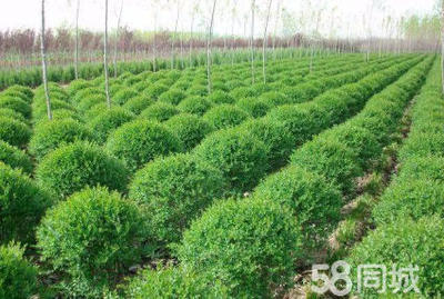 小葉女貞造型盆景樹樁灌木球小區(qū)學(xué)校廠區(qū)別墅酒店工程園林景觀綠化設(shè)計(jì)施工