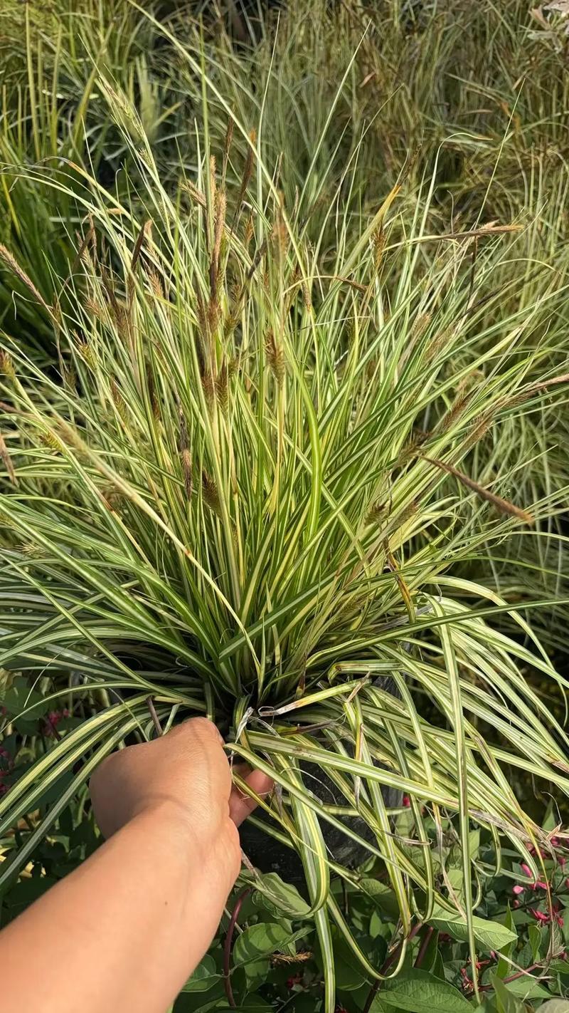 園林綠化工程苗木人 #全網(wǎng)搜索苗木有緣人 廠房綠化設(shè)計施工