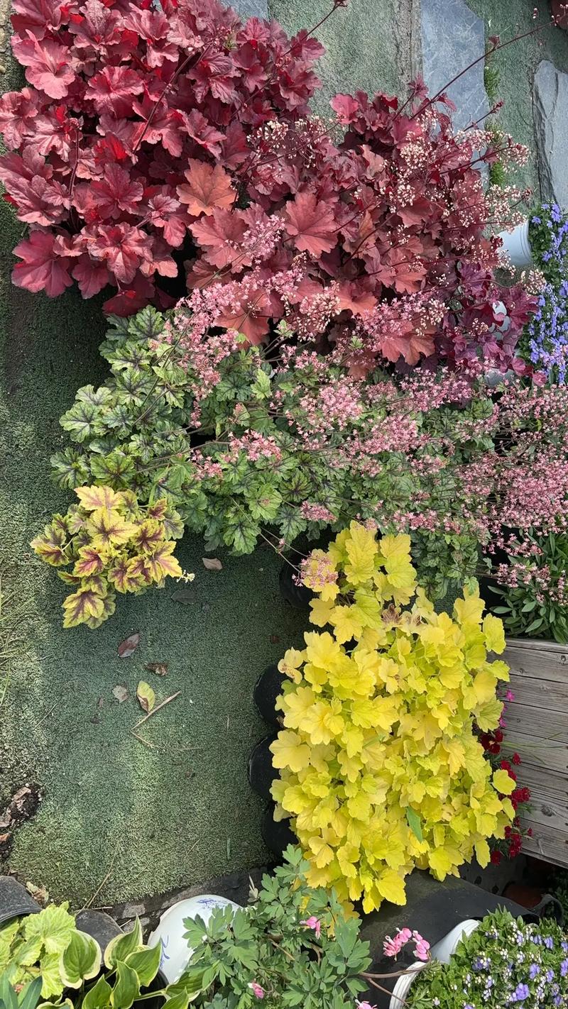 園林綠化工程苗木人 #全網(wǎng)搜索苗木有緣人 廠房綠化設(shè)計(jì)施工