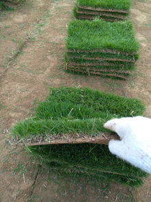 泰州臺(tái)灣青草皮施工廠家