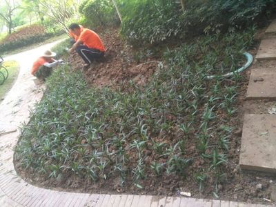 匠心鑄綠 園林綠化工程中的重復之美